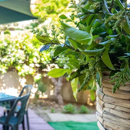 Lemon Tree *